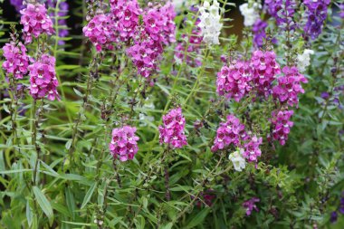 Unutma beni çiçekleri.