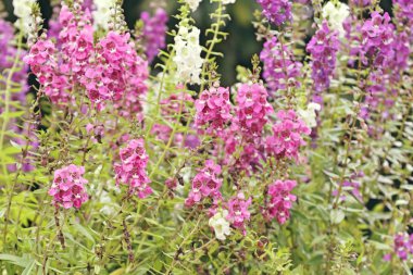 Unutma beni çiçekleri.