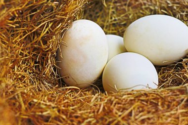 Beyaz yumurta yuvada