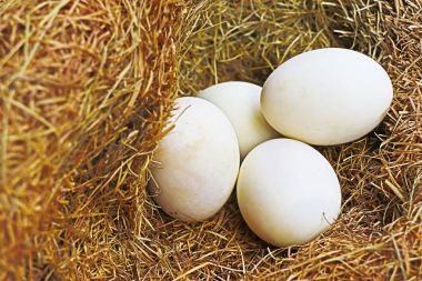 Beyaz yumurta yuvada
