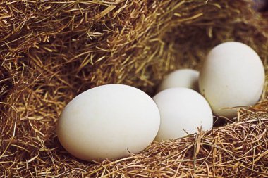 Beyaz yumurta yuvada