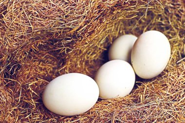 Beyaz yumurta yuvada