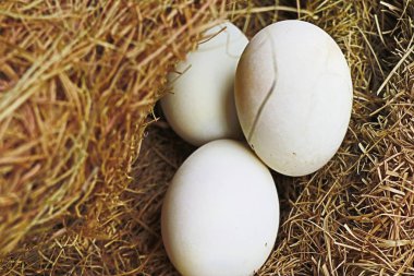 Beyaz yumurta yuvada