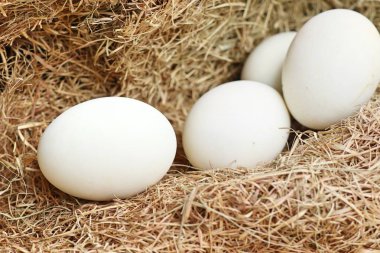 Beyaz yumurta yuvada
