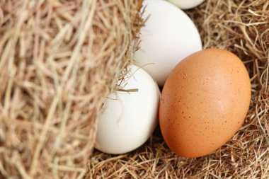 Yuvadaki yumurtalar