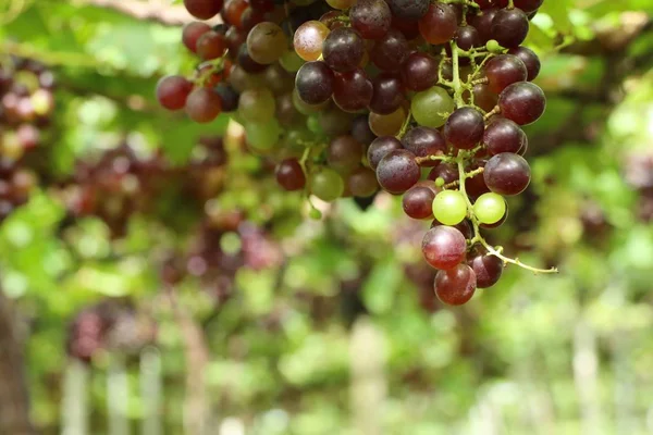 Frische Trauben im Weinberg — Stockfoto