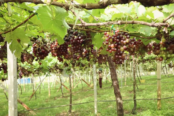 Fresh grapes in vineyard — Stock Photo, Image