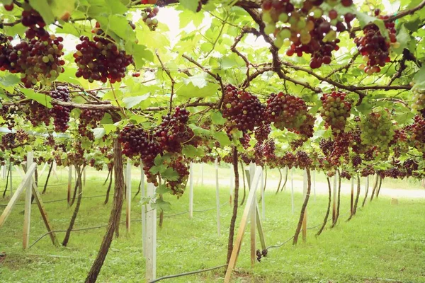 Uvas frescas em vinha — Fotografia de Stock