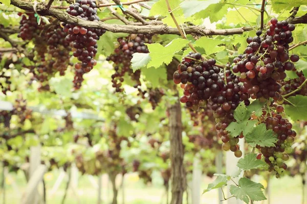 Čerstvé vinné hrozny ve vinici — Stock fotografie