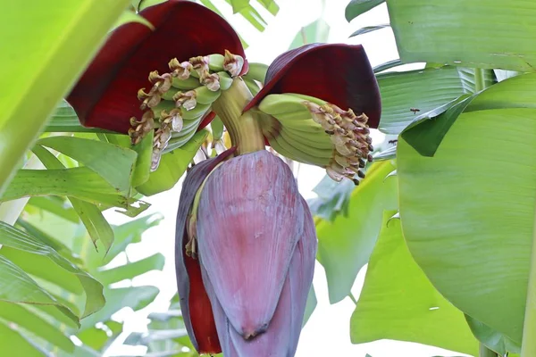 doğada muz çiçeği