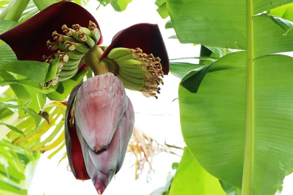 Fleur de banane dans la nature — Photo
