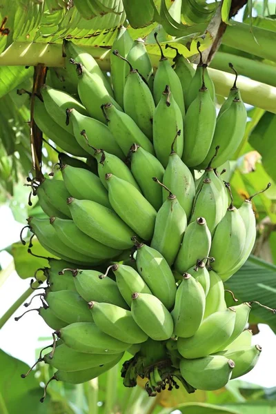 Банановое дерево в природе — стоковое фото