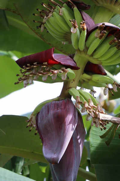 doğada muz çiçeği