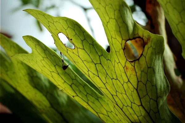 自然の中で緑のシダ — ストック写真