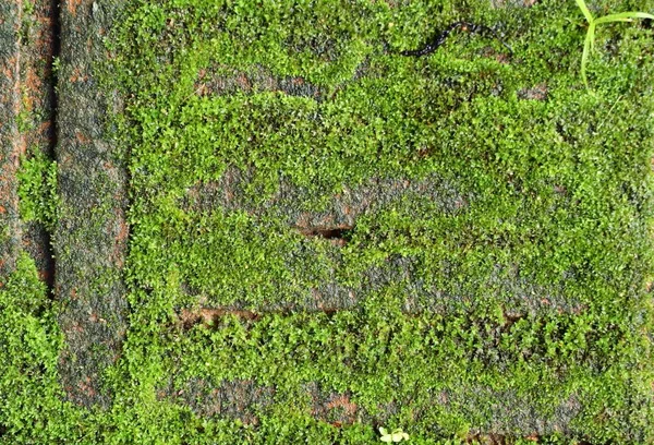 緑の苔レンガ背景 — ストック写真