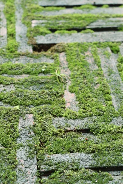 Yeşil yosun tuğla arka plan