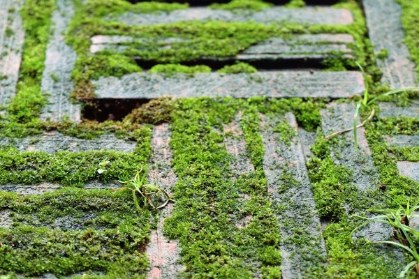 Yeşil yosun tuğla arka plan