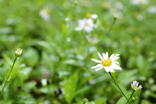 Daisy blomma fältet i naturen — Stockfoto