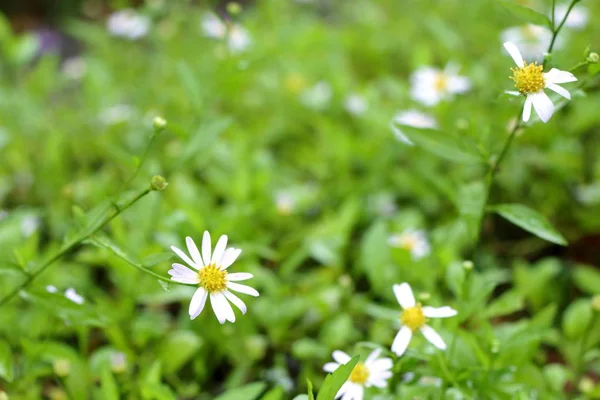 Daisy blomma fältet i naturen — Stockfoto