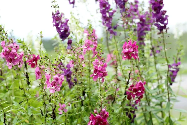 Vergeet mij, geen bloemen. — Stockfoto