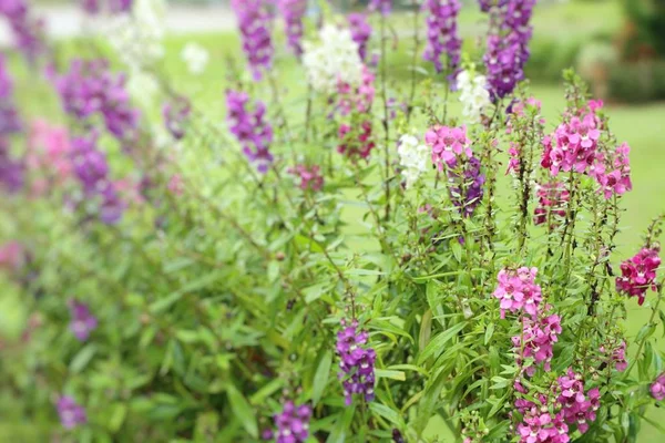 Unutma beni çiçekleri.