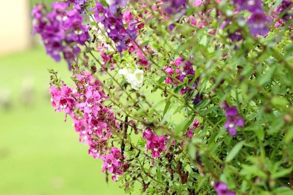 Unutma beni çiçekleri.