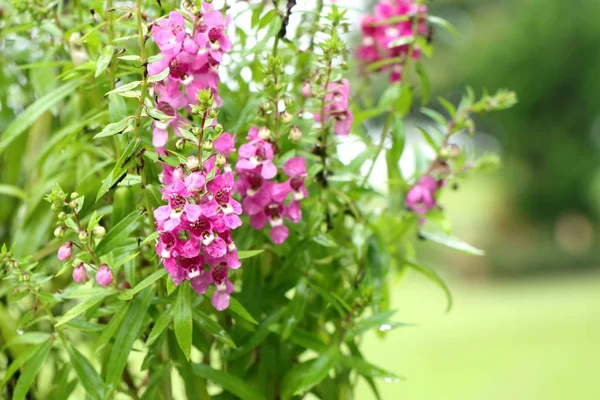 Unutma beni çiçekleri.