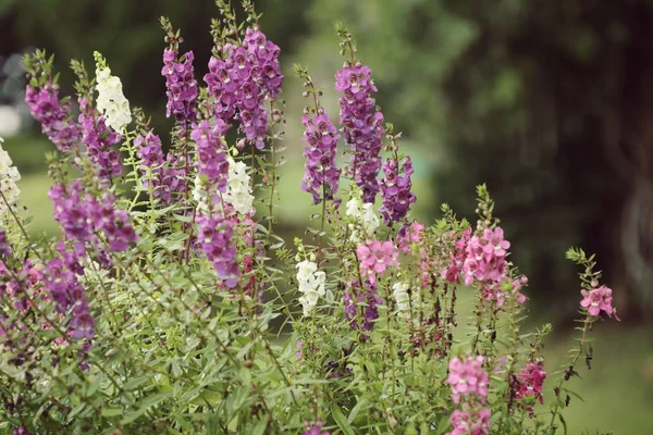 Unutma beni çiçekleri.