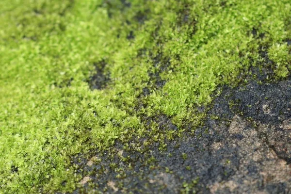 Zelený mech v přírodě — Stock fotografie