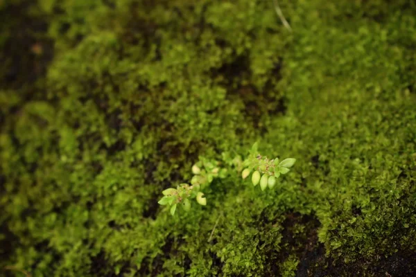 doğada yeşil yosun