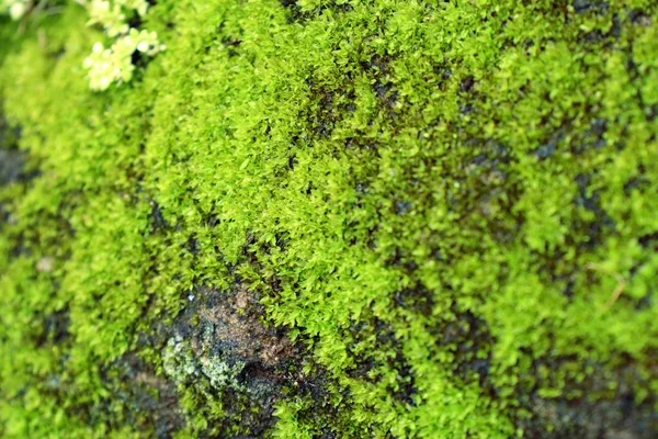 doğada yeşil yosun