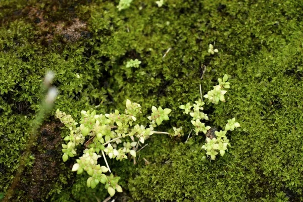 มอสสีเขียวในธรรมชาติ — ภาพถ่ายสต็อก