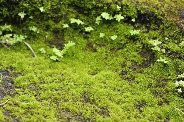 doğada yeşil yosun