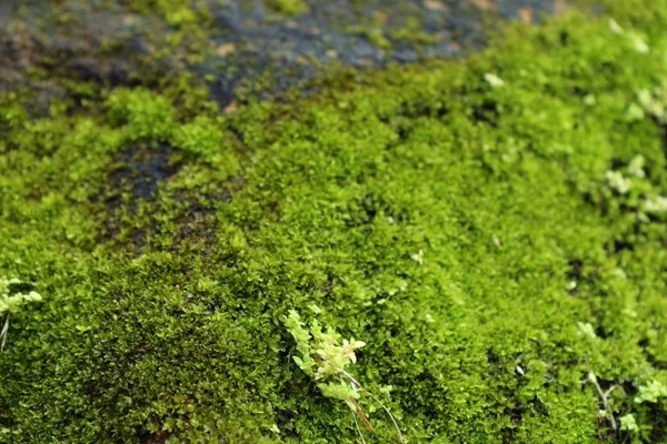 Musgo verde en la naturaleza — Foto de Stock