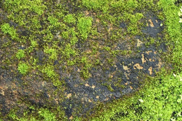 doğada yeşil yosun