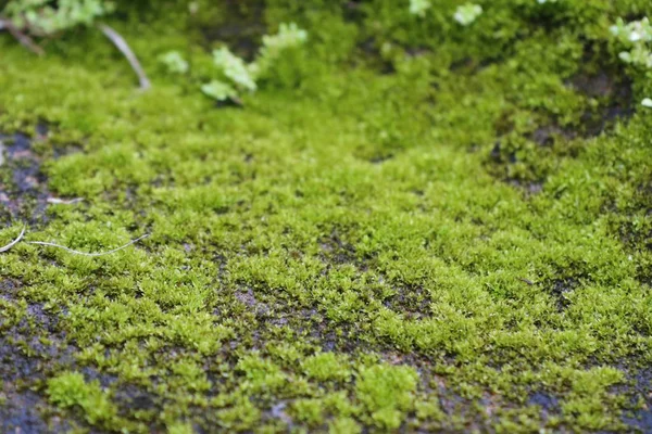 Musgo verde en la naturaleza — Foto de Stock