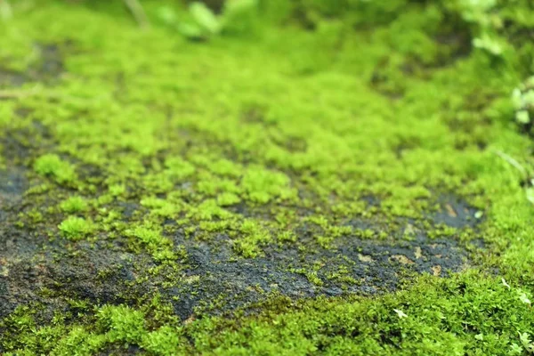 doğada yeşil yosun