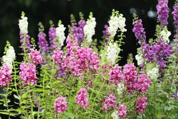 Unutma beni çiçekleri.