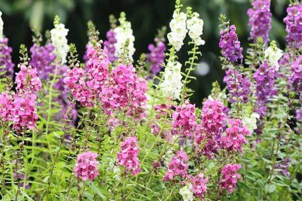 Vergeet mij, geen bloemen. — Stockfoto