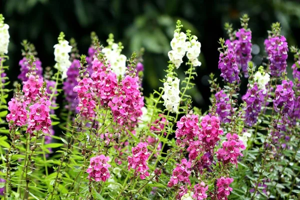 Vergeet mij, geen bloemen. — Stockfoto