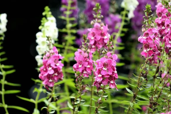 Unutma beni çiçekleri.