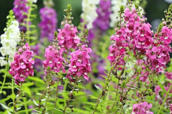 Vergeet mij, geen bloemen. — Stockfoto