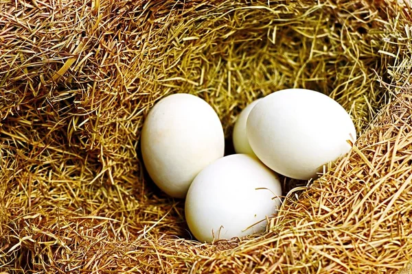 Beyaz yumurta yuvada