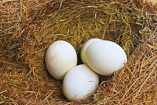 Beyaz yumurta yuvada