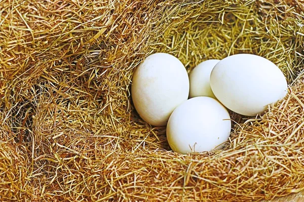 Beyaz yumurta yuvada