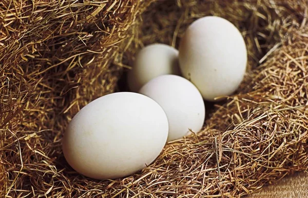 Beyaz yumurta yuvada