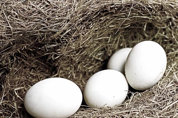 Beyaz yumurta yuvada