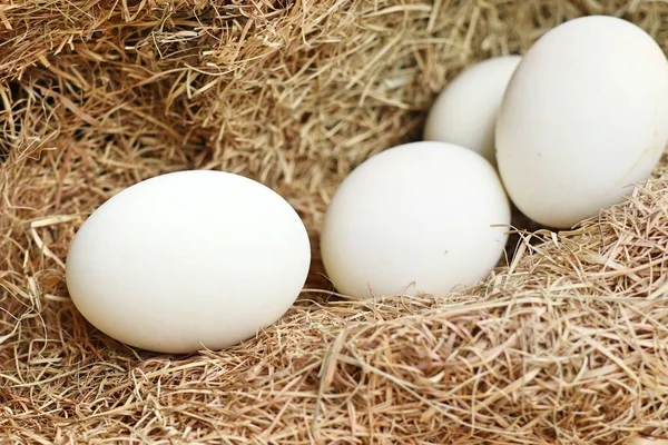 Beyaz yumurta yuvada