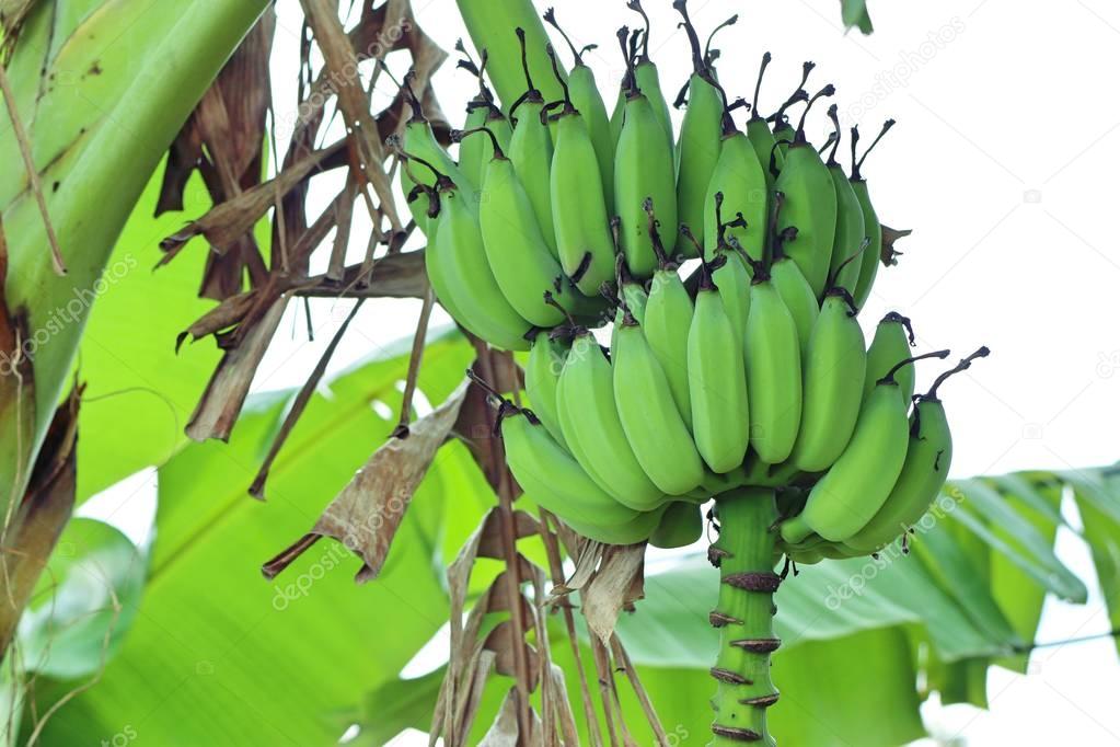 banana tree in nature