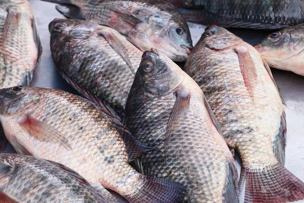Du poisson frais sur le marché — Photo